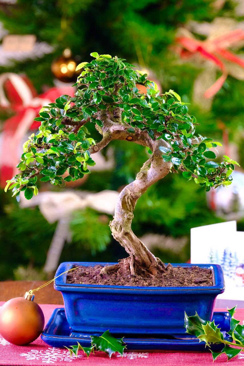 Enchanting Dwarf Chinese Elm Indoor Bonsai - A True Character Design