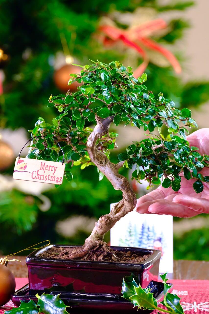 Woodland-Style Chinese Elm Bonsai Tree with Wonderful Shari and Trunk Taper