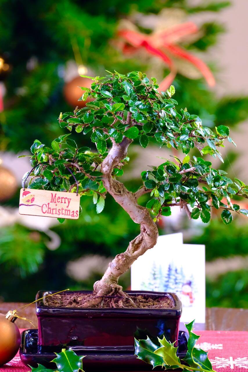 Top quality unique Elm bonsai - advent offer 2025