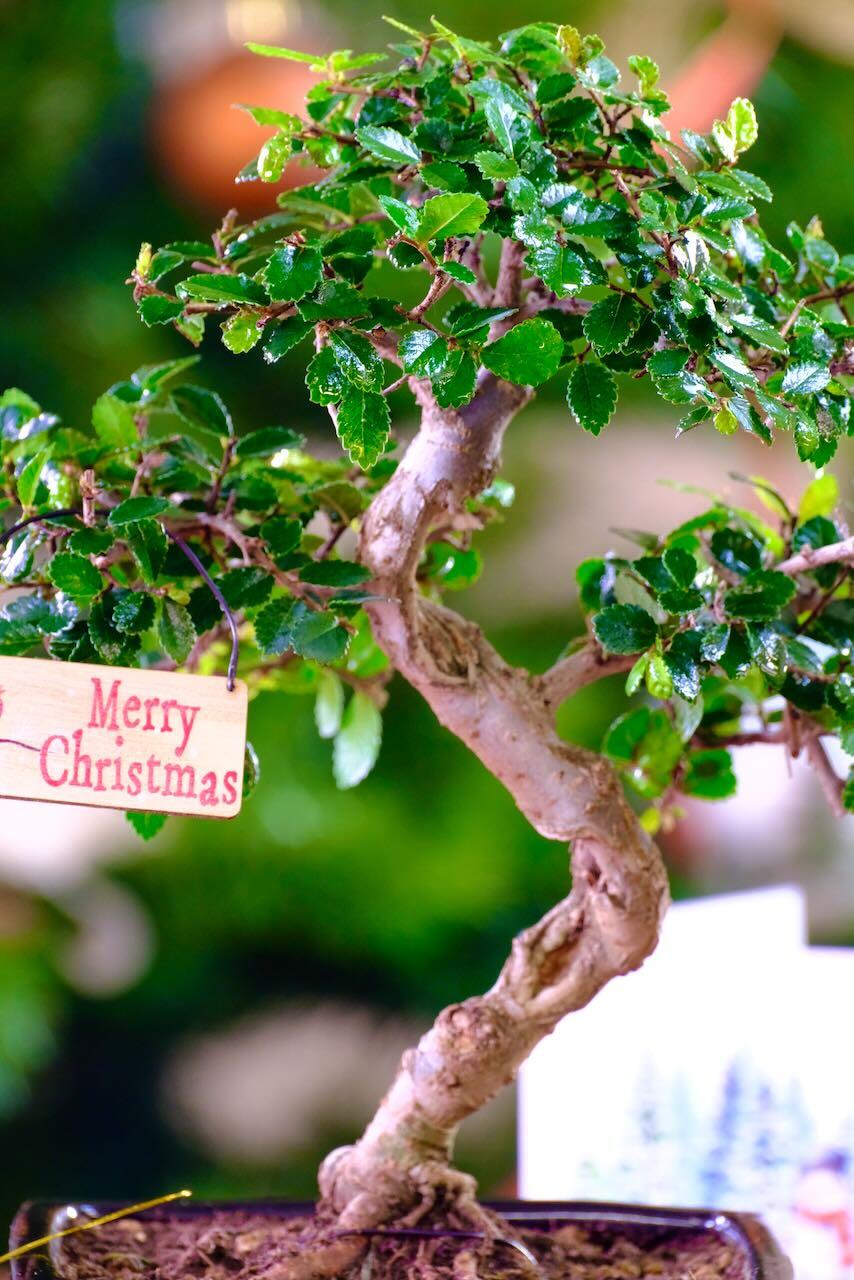 Supreme Christmas bonsai gift idea | Special offer