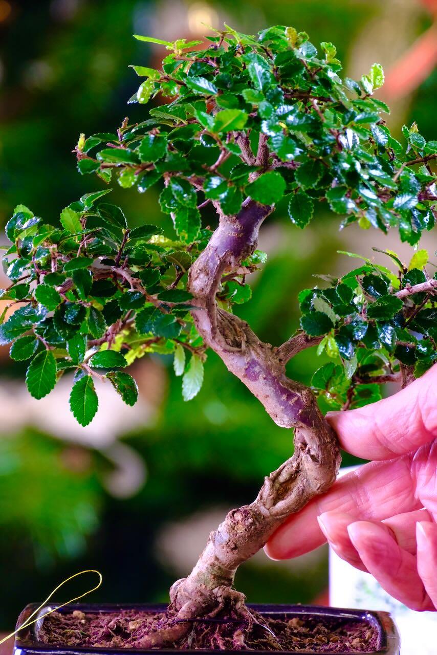 A strong and characteristic design in twisty S-Shaped Beginners bonsai