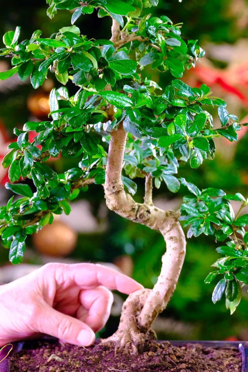 Fukien tea flowering top quality indoor bonsai for sale