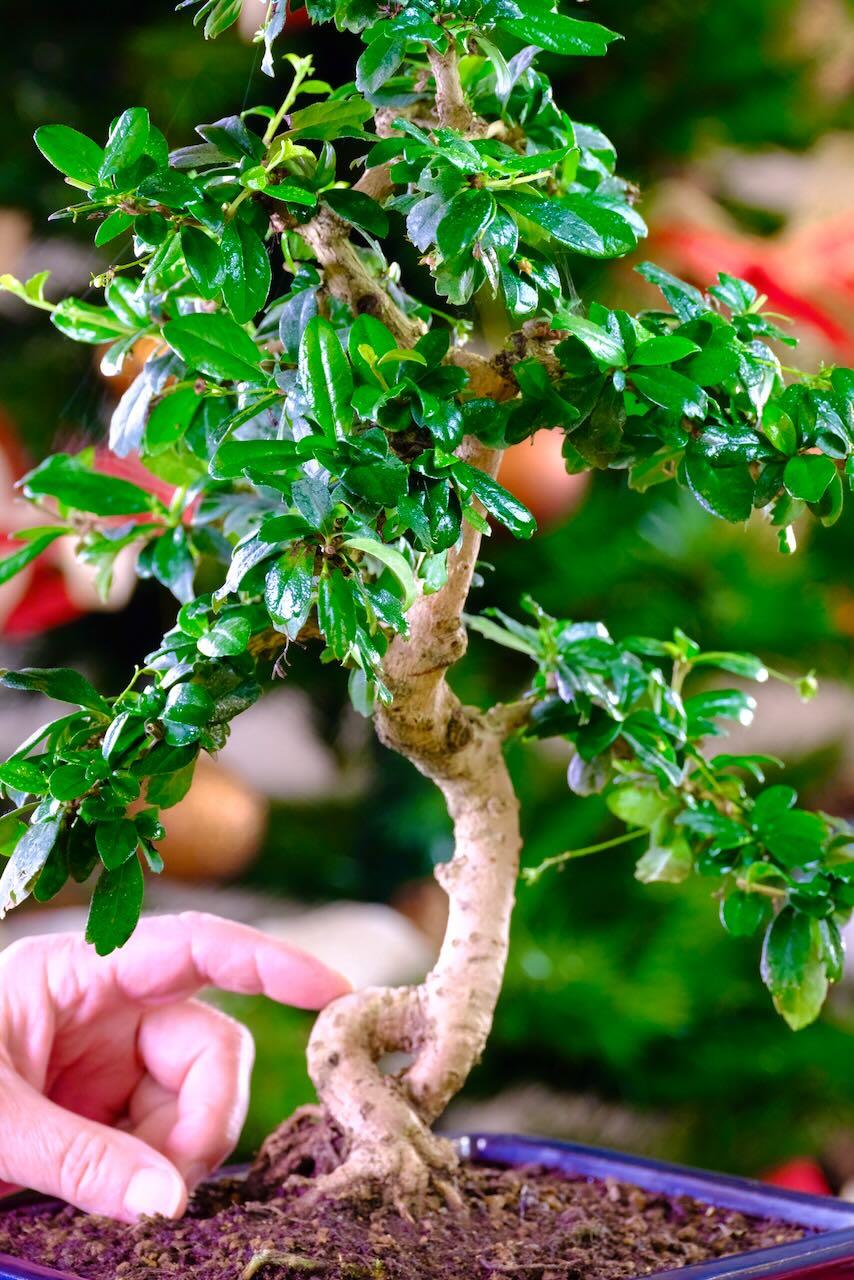Striking Carmona indoor bonsai for sale