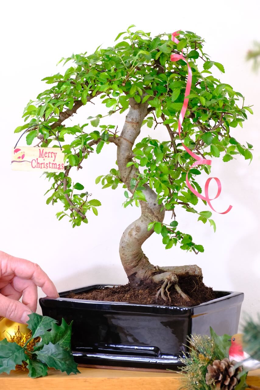 Powerful Chinese Elm Bonsai for sale