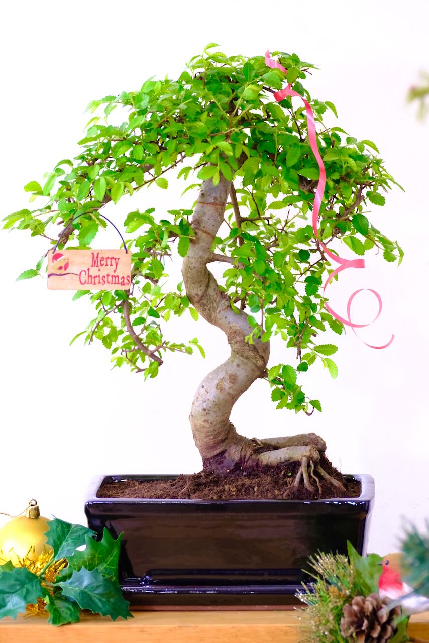Advent Offer 15: Powerful Chinese Elm Bonsai with Striking Exposed Roots
