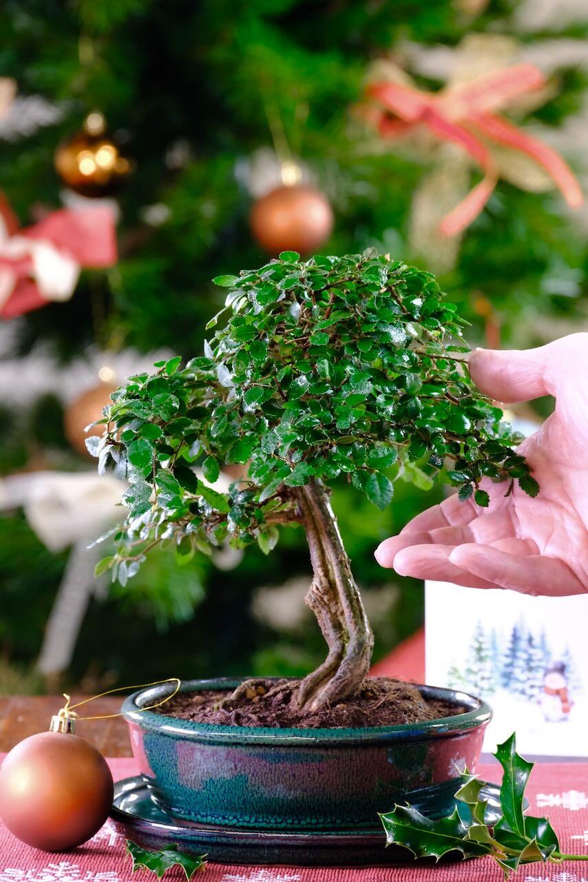 Free delivery on the date you choose to most of UK