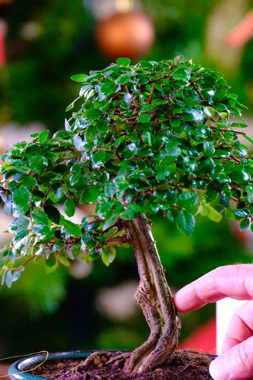 Chinese Elm Bonsai | Beautiful shari feature