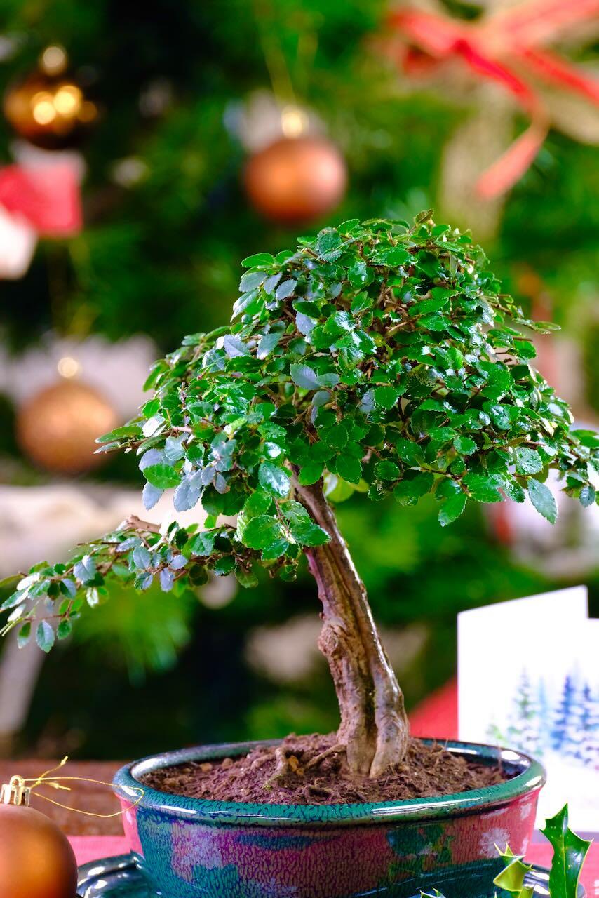 A beautifully Styled Bonsai Tree Gift Idea