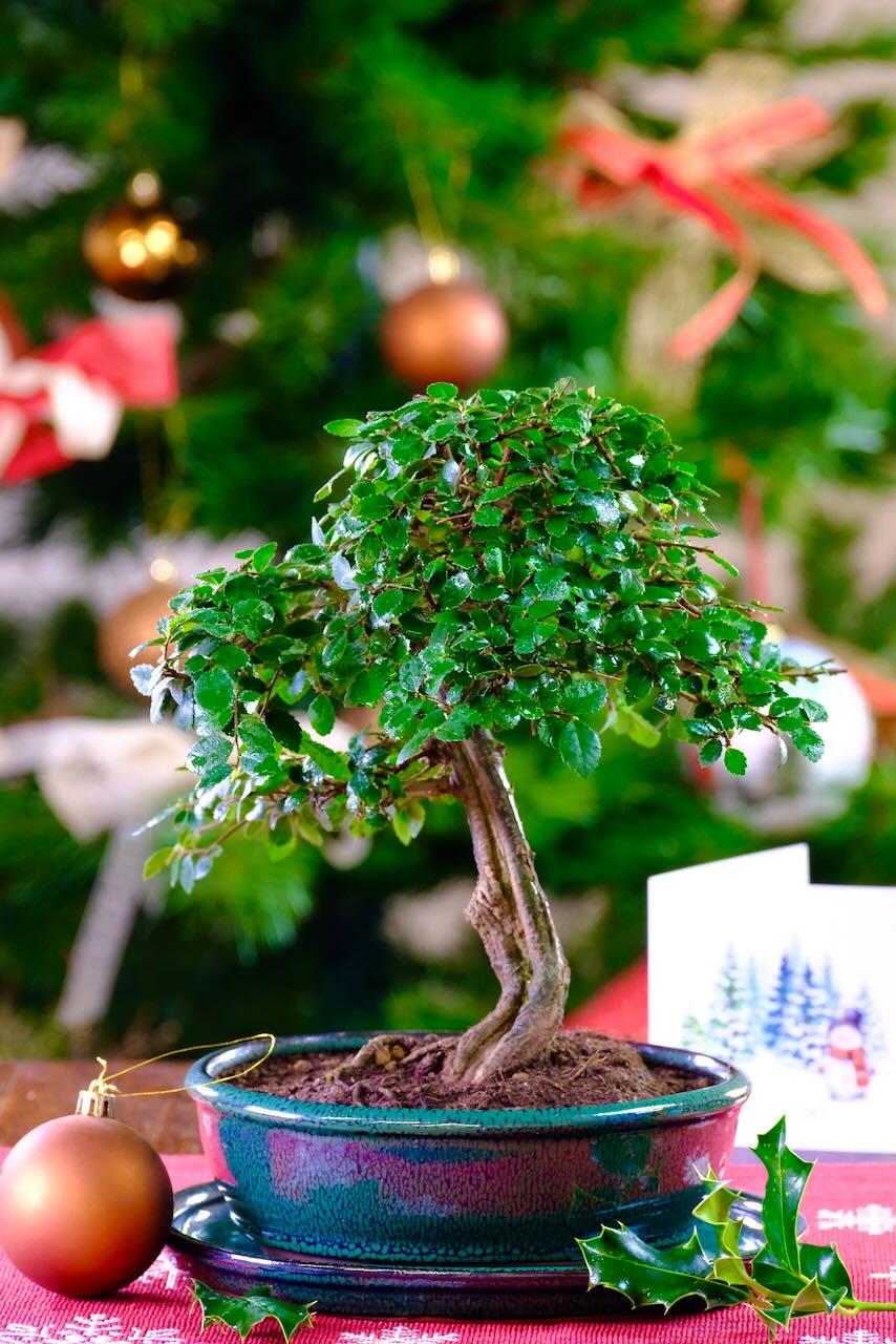 Phenomenal Chinese Elm Indoor Bonsai - Beautifully Crafted | Neat & Refined Dwarf Bonsai - Top Quality