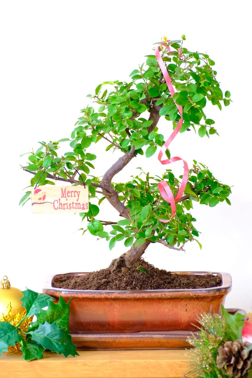 Fruiting Sweet Plum (Sageretia) Indoor Bonsai Tree | "Tree of Contemplation" ADVENT OFFER 16