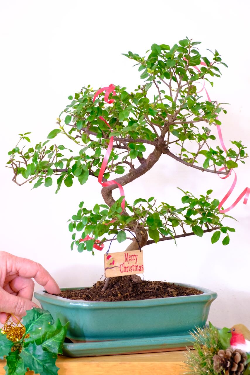 Elegant Fruiting Sweet Plum Bonsai – Character, Colour and Calm | Christmas Eve Special!