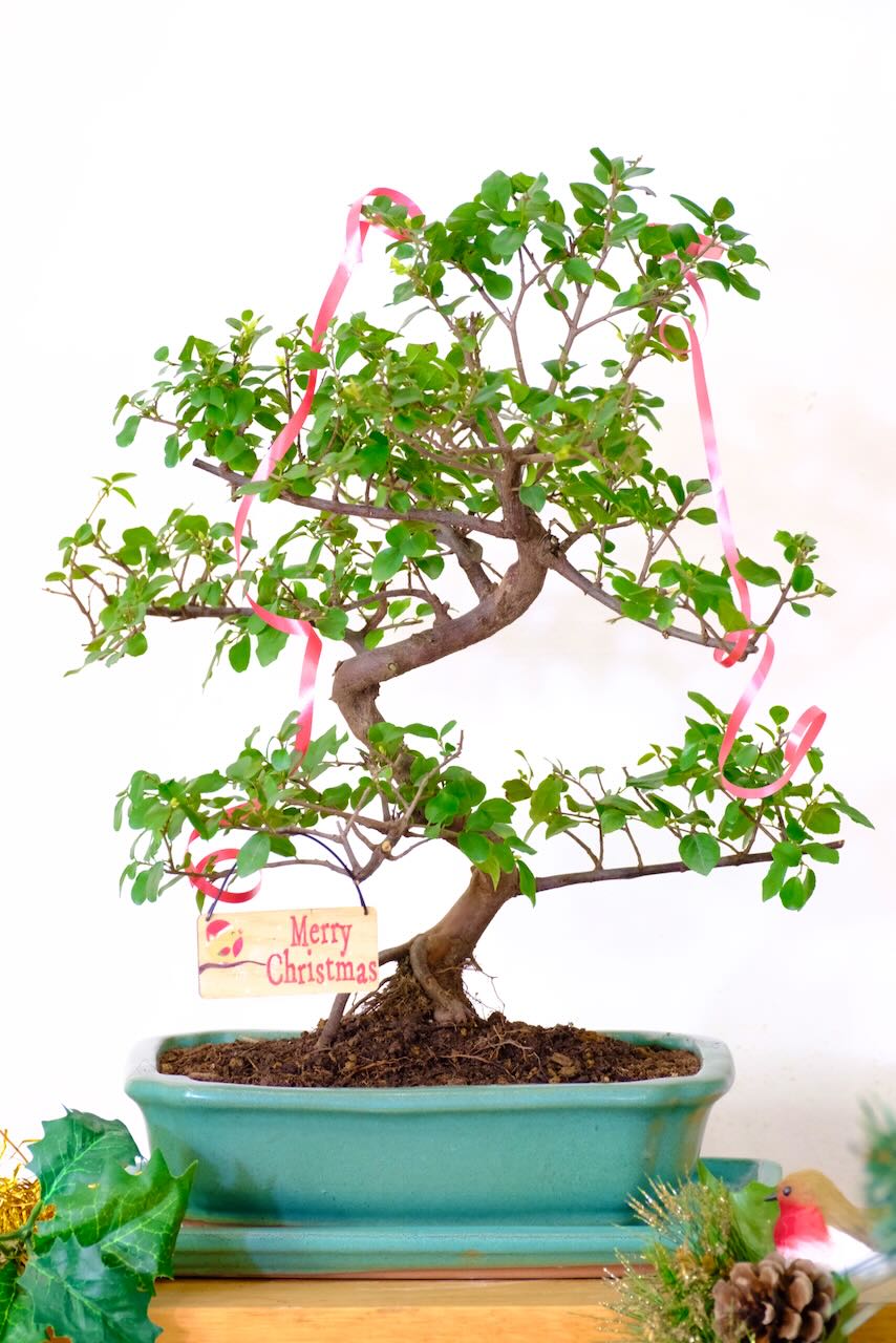 Chinese Sweet Plum Bonsai: Strong, Powerful Fruiting Tree | Advent Day 24!