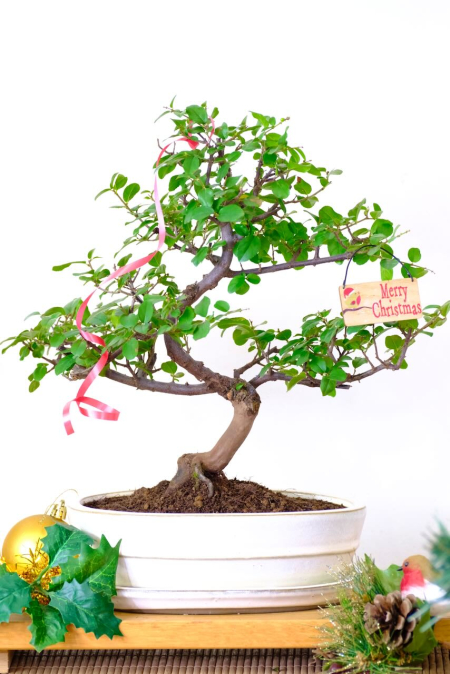 Advent Offer 21: Beautiful Chinese Sweet Plum Bonsai with Strong Movement