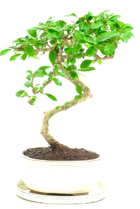 Twisty Artistic Fukien Tea Tree Bonsai