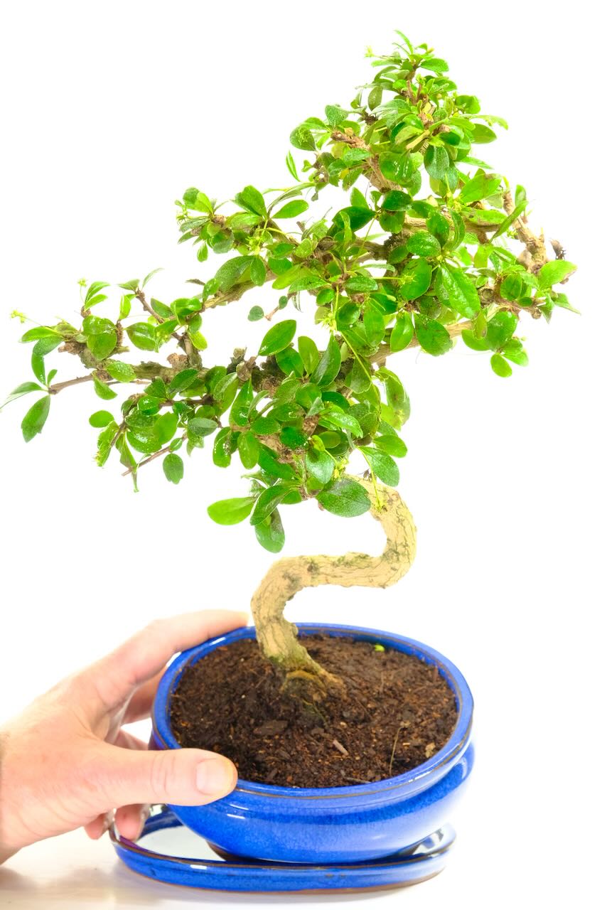 Twisty Carmona microphylla - Festive bonsai tree sale