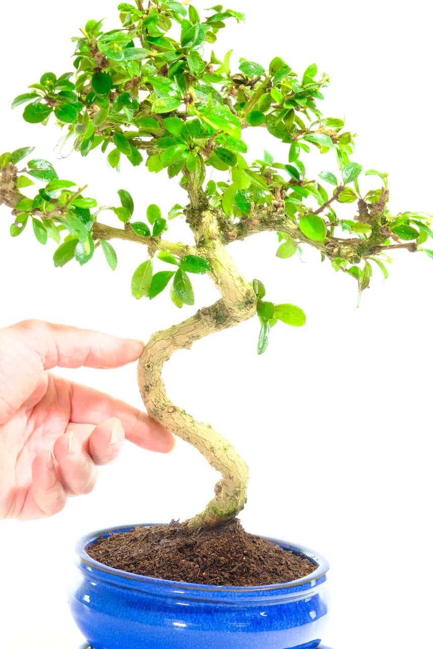 A Charismatic Twisty Flowering Bonsai with Artistic Design