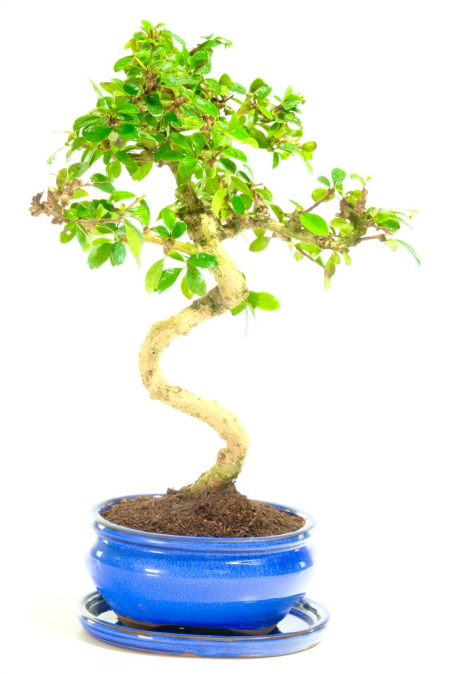 Twisty Beginners Flowering Fukien Tea Tree Indoor Bonsai | Festive Bonsai Tree Sale