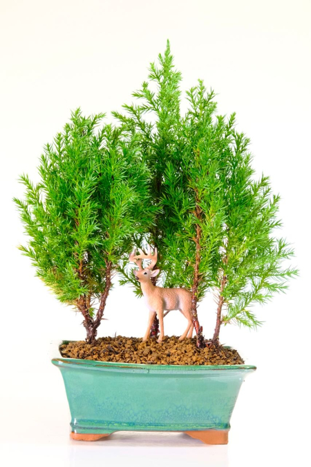 Juniper Forest Bonsai | Hardy Evergreen Triple Composition - Stag Forest