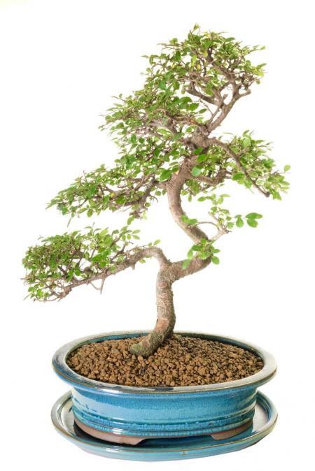 Tall & twisty Chinese Elm Bonsai tree for sale UK