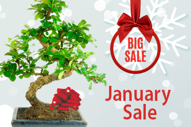 January Bonsai Tree Sale