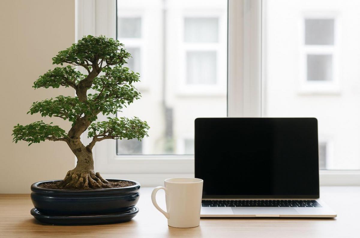 The calming nature of bonsai trees - bonsai mindfulness