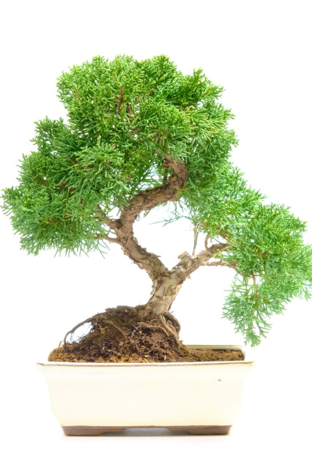 Chinese Juniper Bonsai Tree in Blue Pot | Artistic Evergreen with Blue-Green Foliage