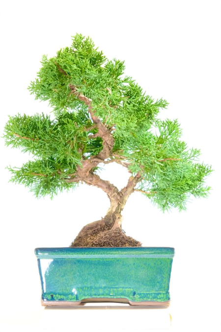 FREE fast delivery available o this jumper bonsai for sale