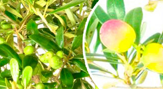 Olive Bonsai trees for sale - Olea europaea