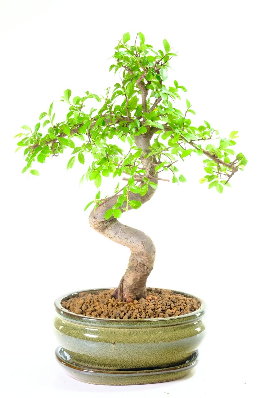 Tall & charming indoor Chinese Elm Bonsai tree for sale UK | Perfect bonsai for beginners