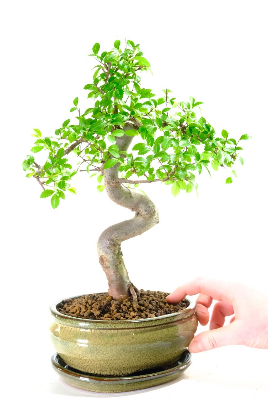 Comes potted in an olive green ceramic pot with matching drip tray