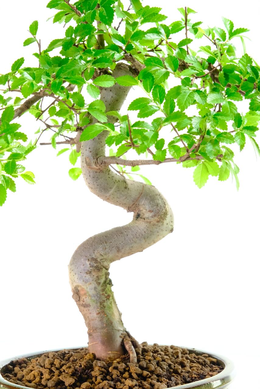 Unique trunk styling with vibrant green leaves