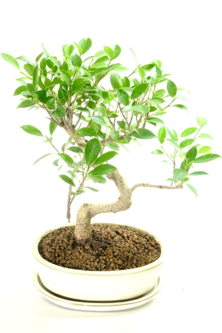 Twisty Ficus indoor bonsai tree for sale UK | Slow growing beginner species