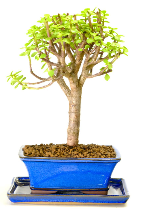 Broom-style Potulacaria Agra bonsai