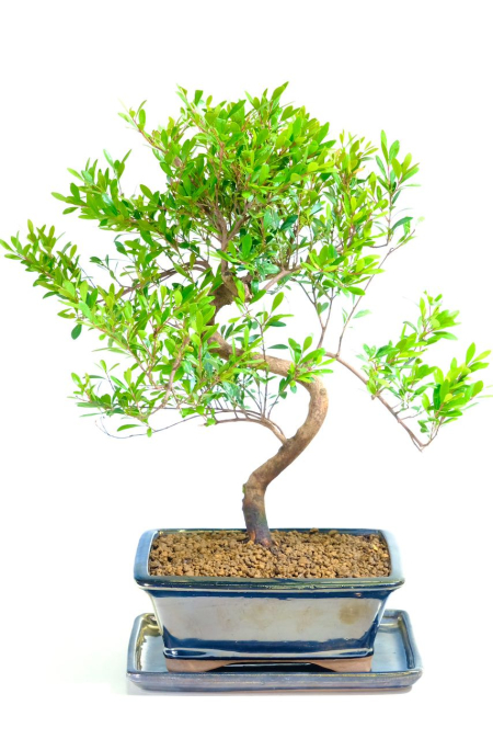 Exquisite flowering Roseapple bonsai tree