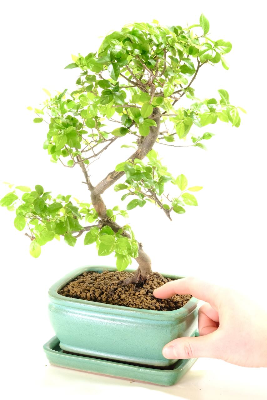 Comes potted in a jade green ceramic pot with matching drip tray