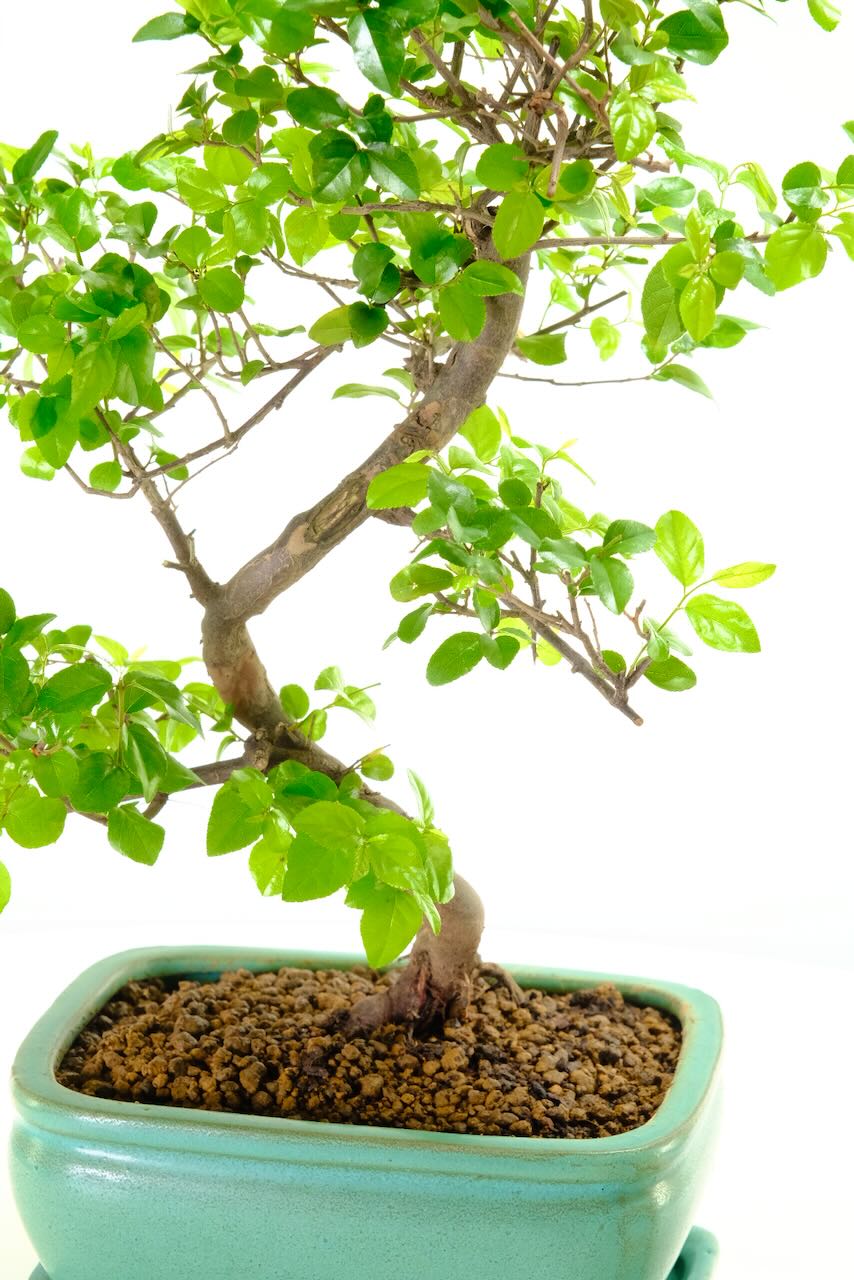 Pretty trunk with elegant shaping and textured bark