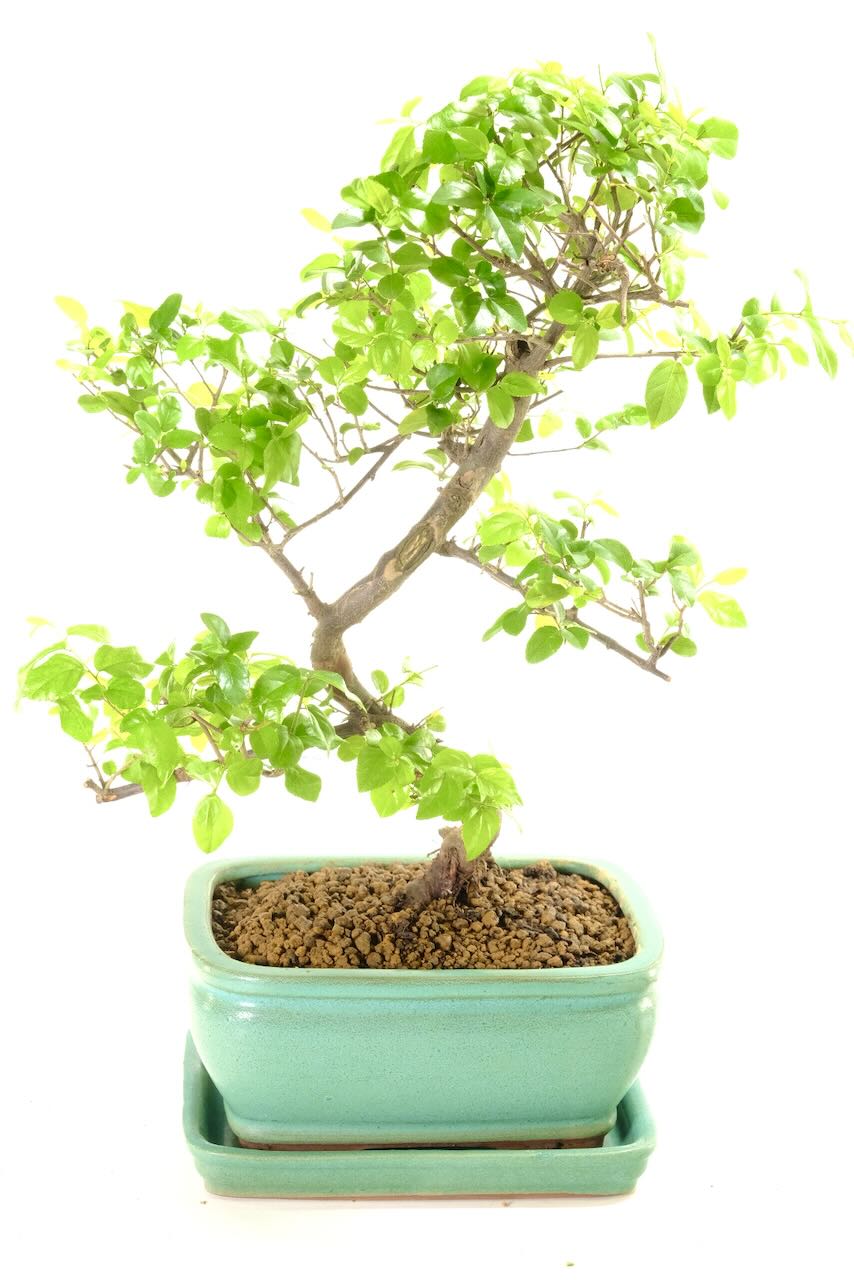 Graceful fruiting Chinese Sweet Plum indoor bonsai tree for sale UK | Great for beginners