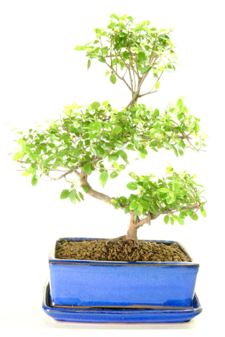 Slender & shapely Chinese Sweet Plum | Magnificent fruiting indoor bonsai - Perfect for beginners