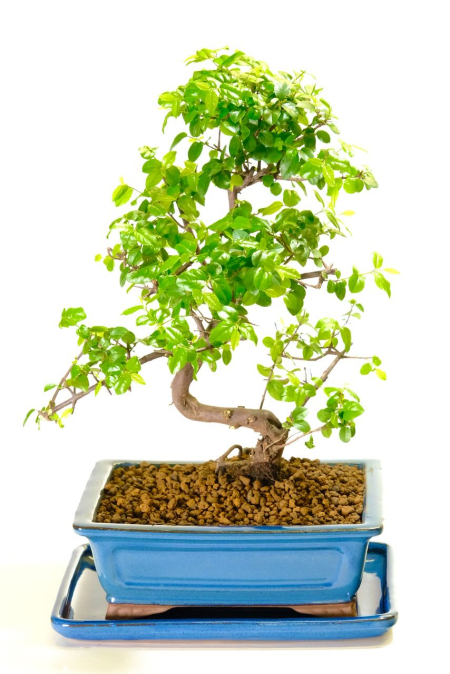 Elegantly-Shaped Fruiting Sweet Plum Indoor Bonsai Tree with Gentle Curves