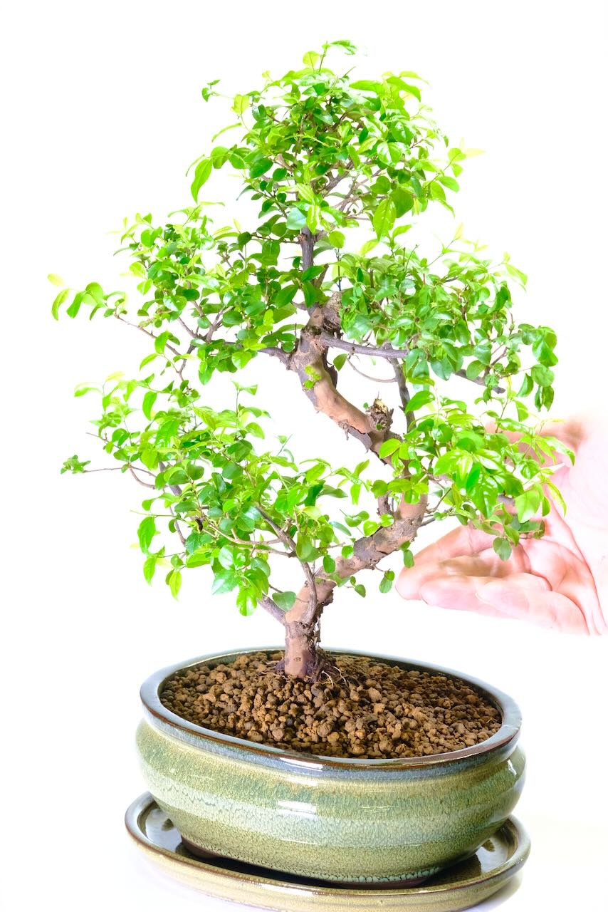 Sageretia theezans premium indoor bonsai for sale in olive green pot