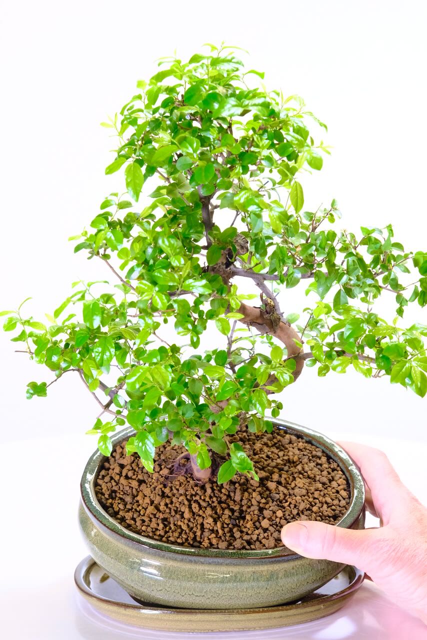 Lush foliage - natural small leaves of sageretia theezans