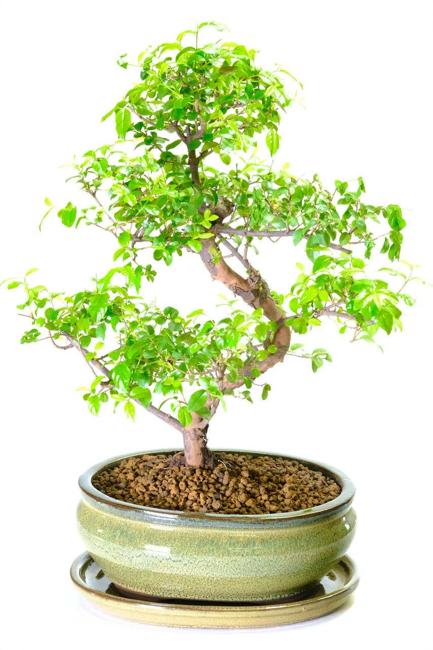 Fruiting Sweet Plum (Sageretia) Indoor Bonsai Tree | "Tree of Contemplation"
