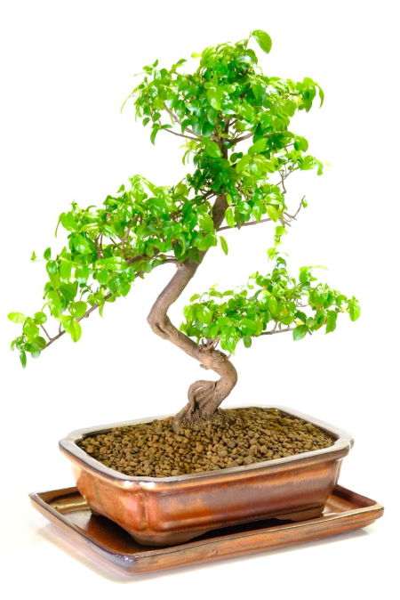 Supreme Styled Beginners Indoor Fruiting Sweet Plum Bonsai | Beautiful Movement & Root Flare