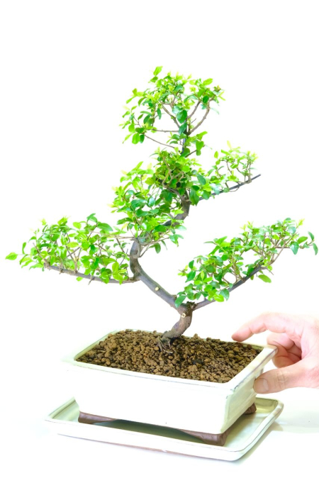Magnificent Indoor Fruiting Sweet Plum Character Bonsai with Highly Artistic Styling