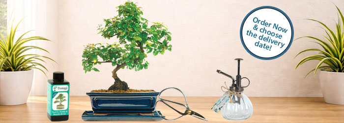 Premium Indoor Bonsai