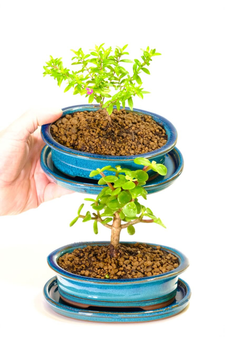 Pretty Pair of Tiny Dwarf Indoor Beginners Bonsai Trees - Cuphea & Jade