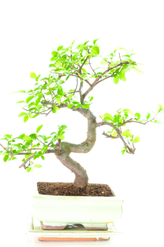 Twisty Ulmus bonsai tree