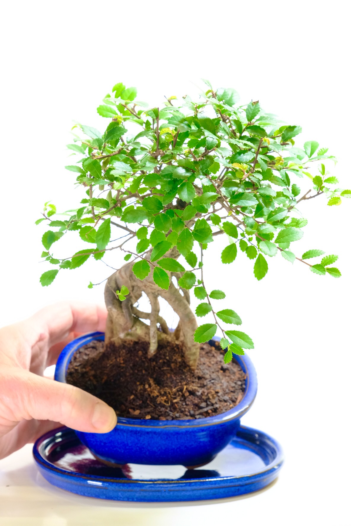 Incredible character exposed roots