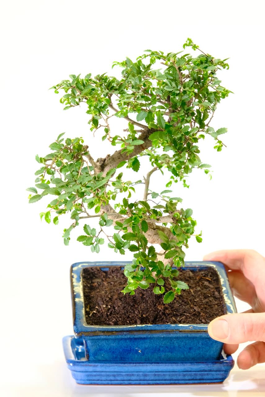 Showing the new season Chinese Elm bonsai leaves