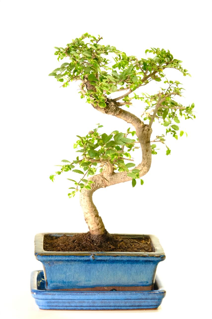 Dwarf Twisty Chinese Elm Bonsai in a Pretty Blue Ceramic Pot